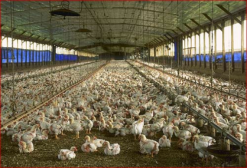 chicken_farm.jpg