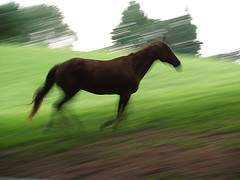 horse-running.jpg