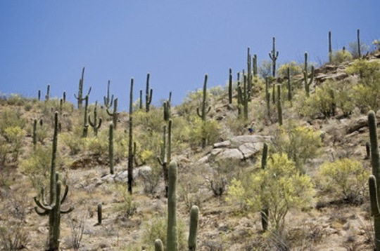 saguaros