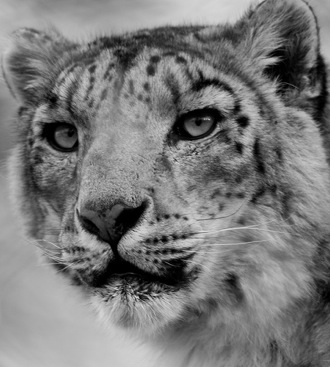 OS X Snow Leopard May Beat Apple's Timetable. On The Prowl In Just Two ...