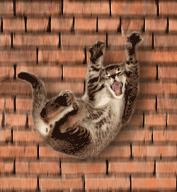 Google Makes Animated Gifs A Permanent Part Of Image Search, Find Falling  Cats Easier | TechCrunch
