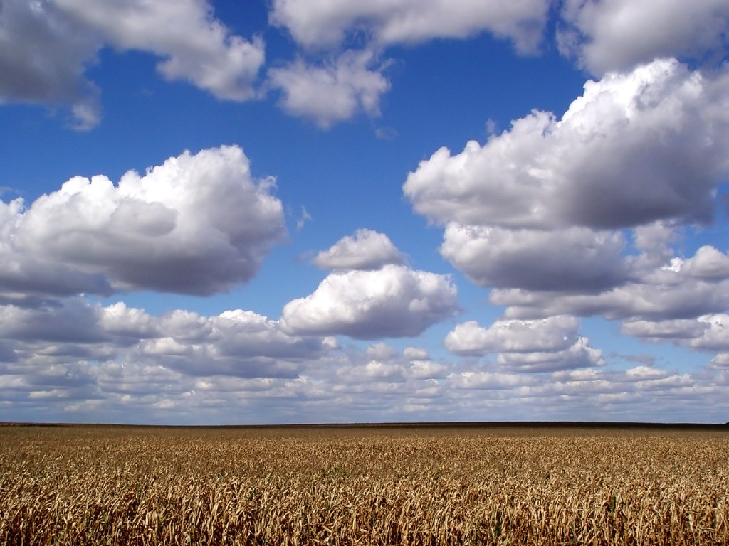 Clouds over a corn field.