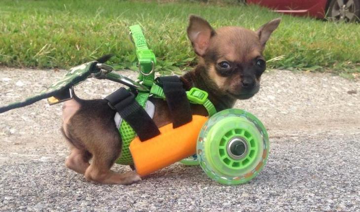 TurboRoo, The Chihuahua With No Front Legs, Can Walk Again Thanks To 3D  Printing | TechCrunch
