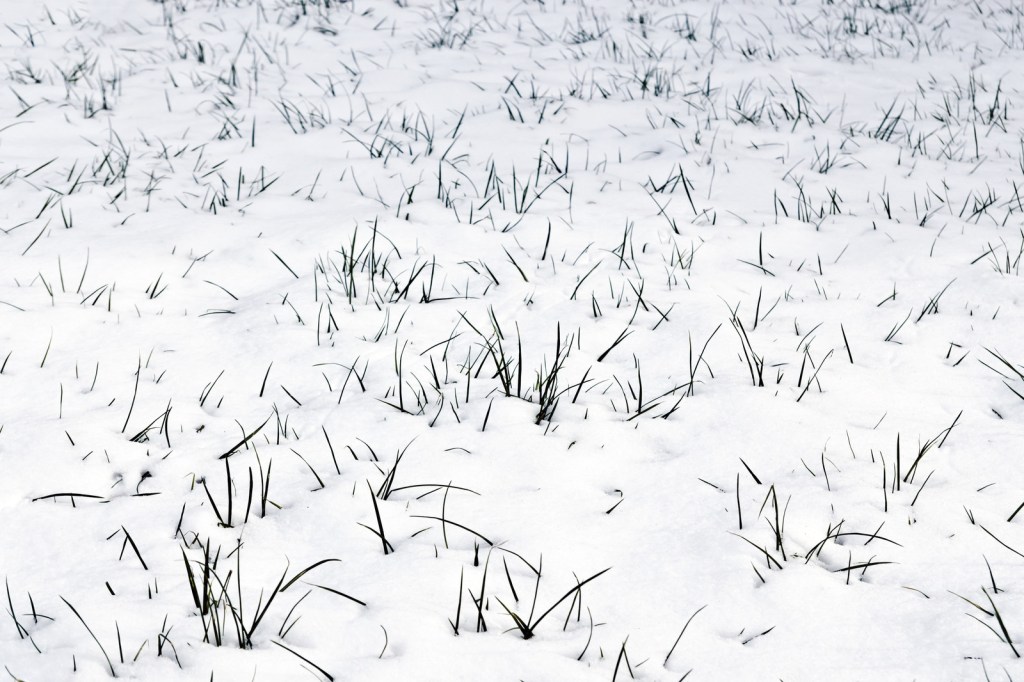 grass growing through snow.