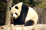 Picture of a large Panda.