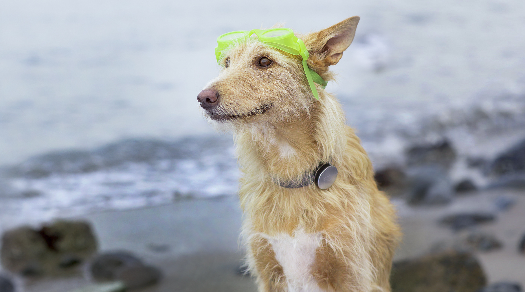Fitbit For Dogs' Maker Whistle Acquires Tagg Tracker And Raises $15M | TechCrunch