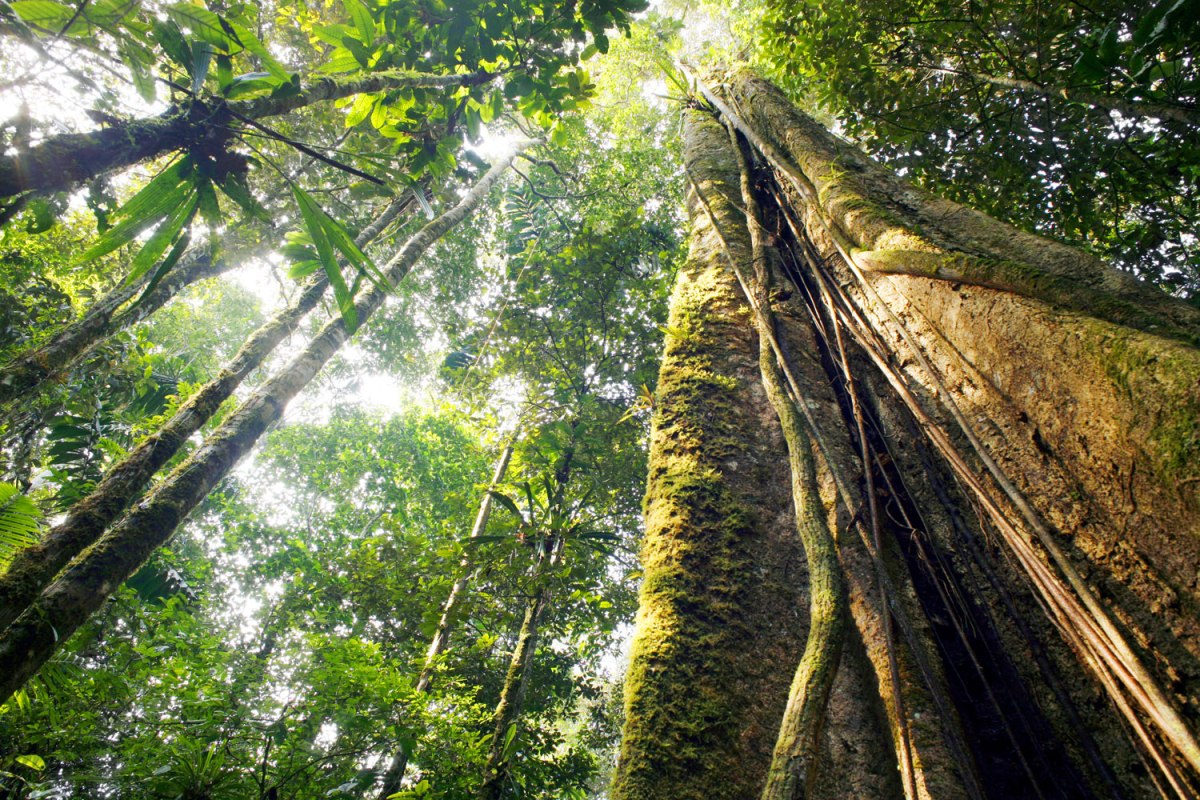 Photo of Rainforest raises $8.5M to help software companies embed financial services, payments | TechCrunch