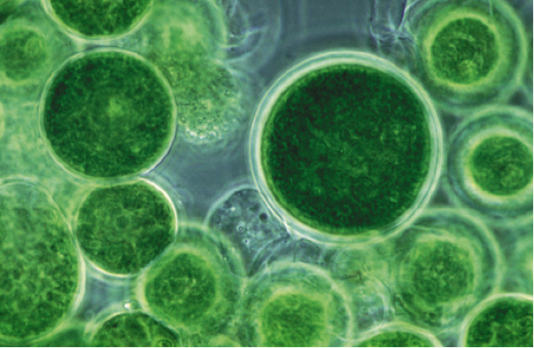 A laboratory culture of single celled algae