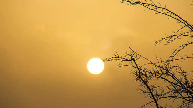 Sun against cloudy backdrop with tree branches in foreground.