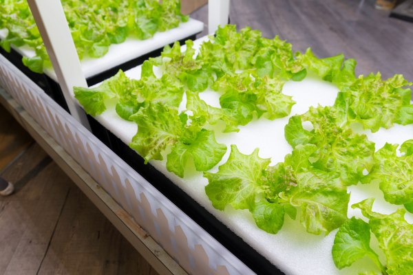 Hydroponic farming startup Just Vertical cultivates growth at home ' TechCrunch