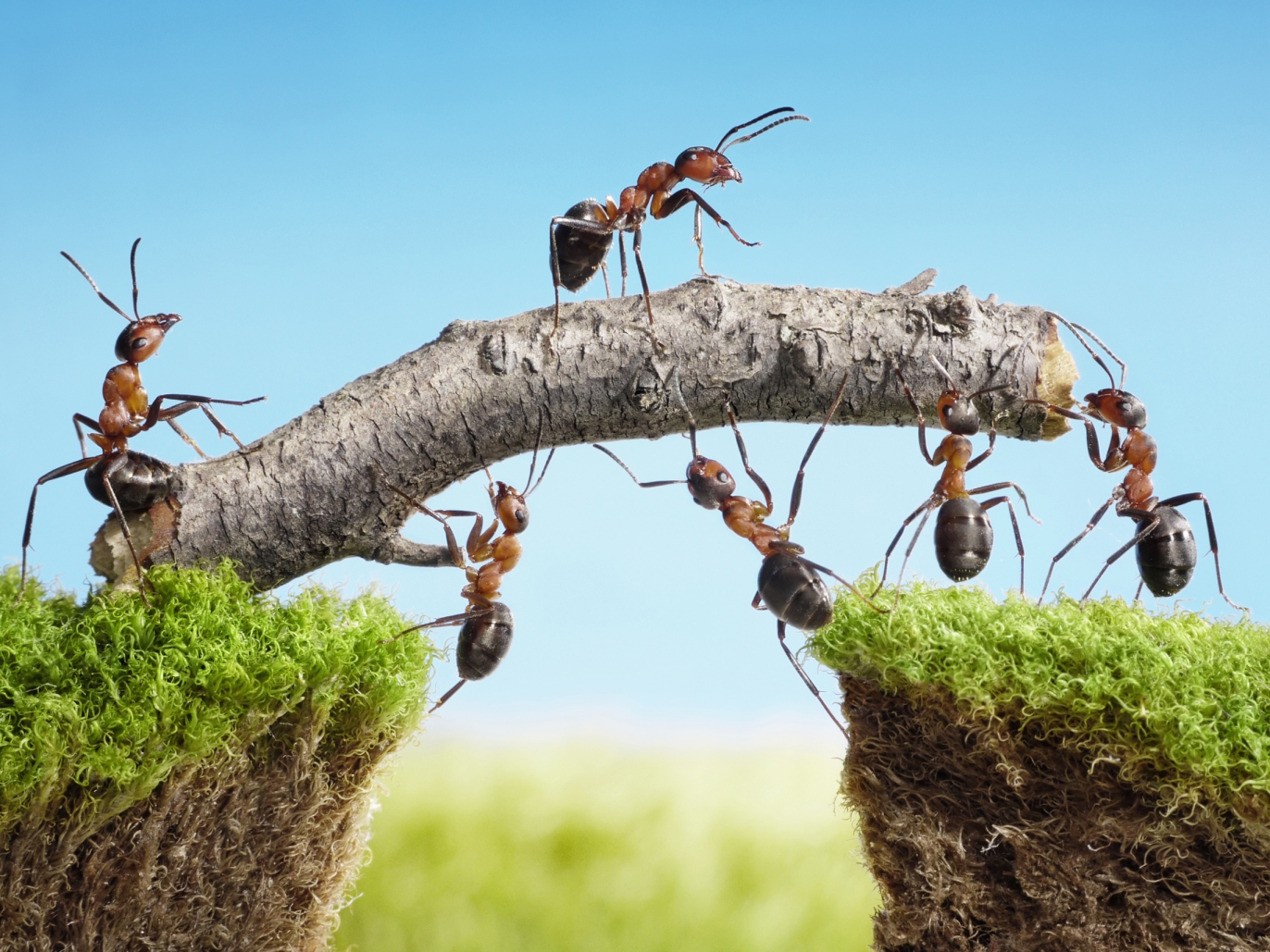 Ants capital venture