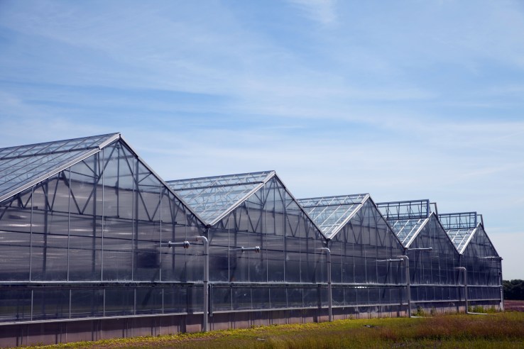 A BrightFarms greenhouse that grows tomatoes and salad greens.