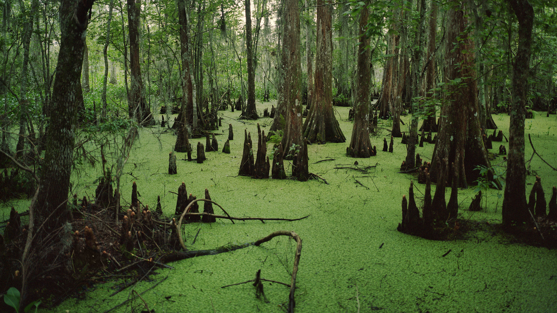 Drain the swamp.
