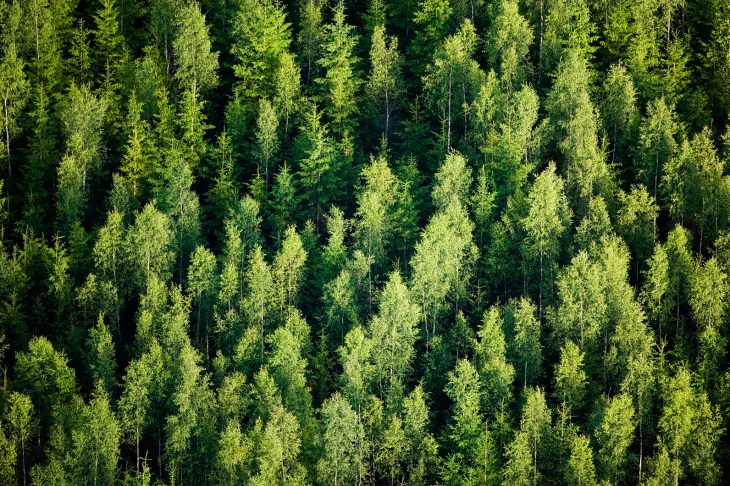 Forest, aerial view