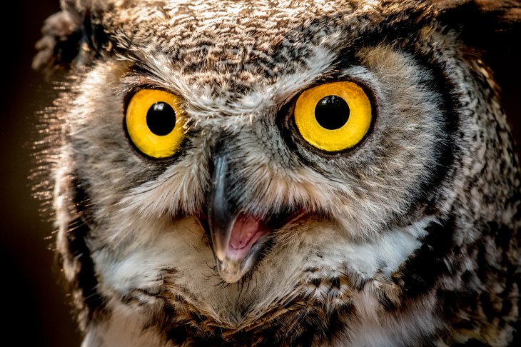 Portrait of a Great Horned Owl, British Columbia, Canada