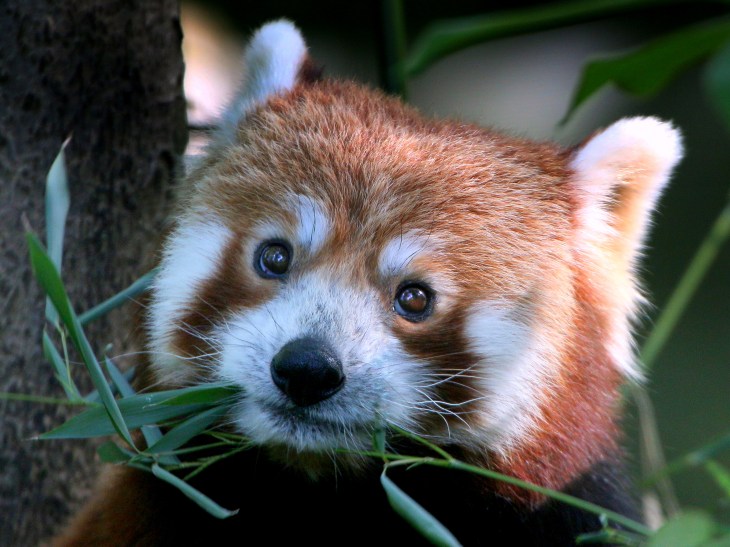 Red Panda, Beady Eyes