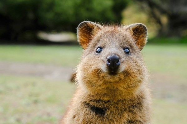 Google Search now helps you pronounce ‘quokka’