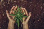 hands cannabis plant