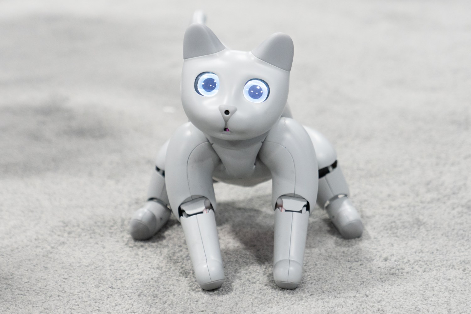 Meet MarsCat, a robot cat with lots of love to give and room to grow | TechCrunch