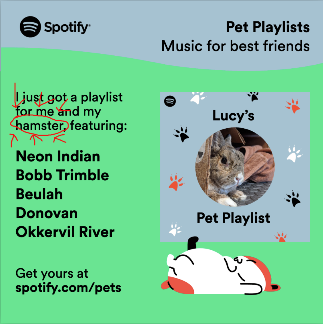 Dear Spotify Add Rabbits To Your Pet Playlists Internet