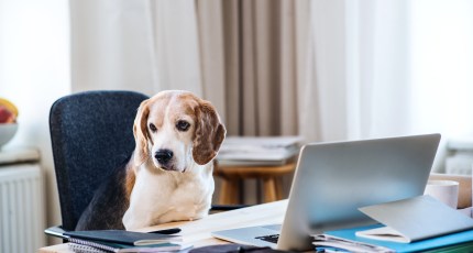 Innovative Pet Tech: Transforming the Way We Care for Our Pets