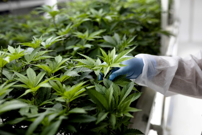 As COVID-19 dries up funding, only drought-resistant cannabis startups will survive image