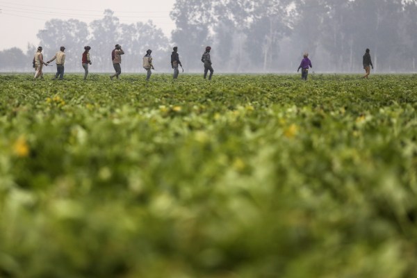 photo of Agritech startup DeHaat raises $12M to reach more farmers in India image