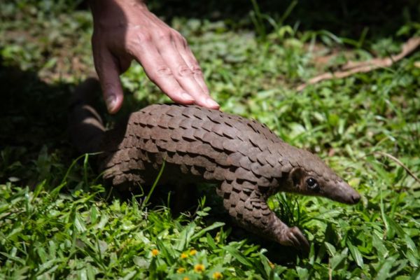 pangolin GettyImages 1209593340 - Facebook users are buying and selling pangolin parts, even though it’s illegal