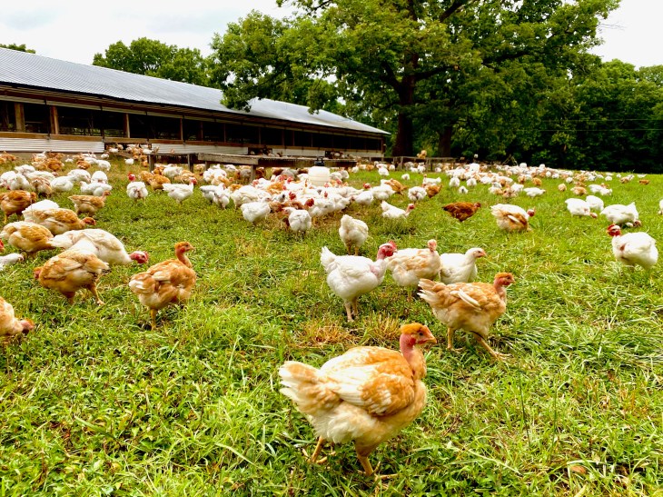 Cooks Venture birds on farm summer 2020