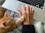 An orange tabby kitten rests his paw on a hand as a person works from home
