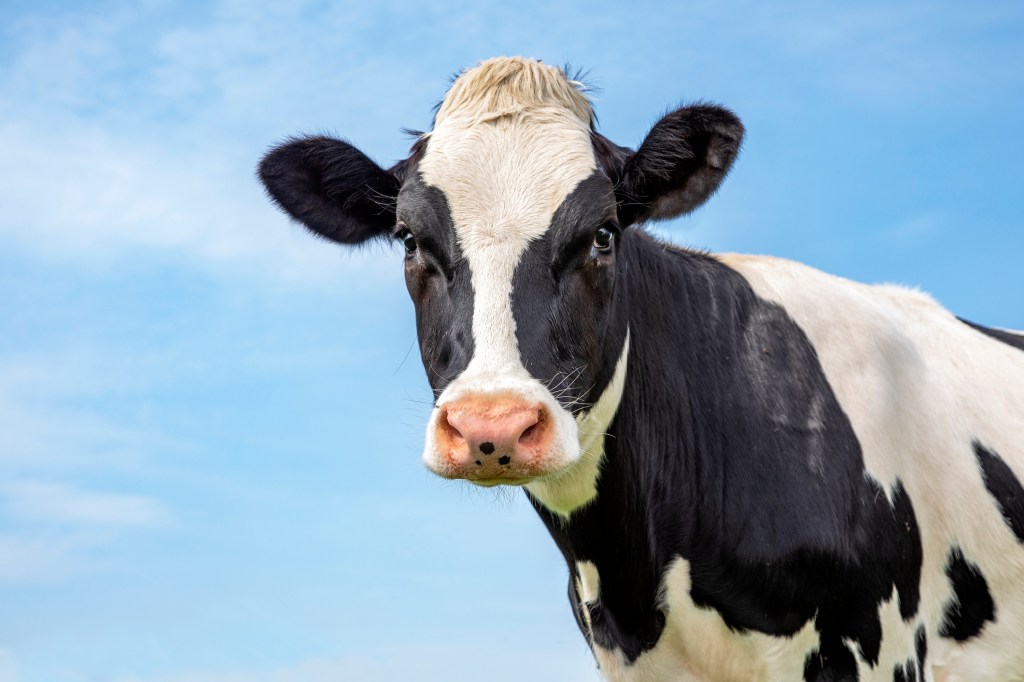 cow