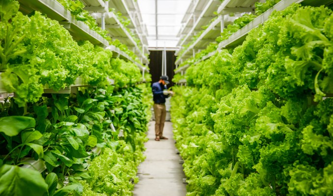 UrbanKisaan is betting on vertical farming to bring pesticide-free vegetables to consumers and fight India’s water crisis - TechCrunch
