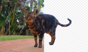 An image of a cat on a path with the background partly removed.