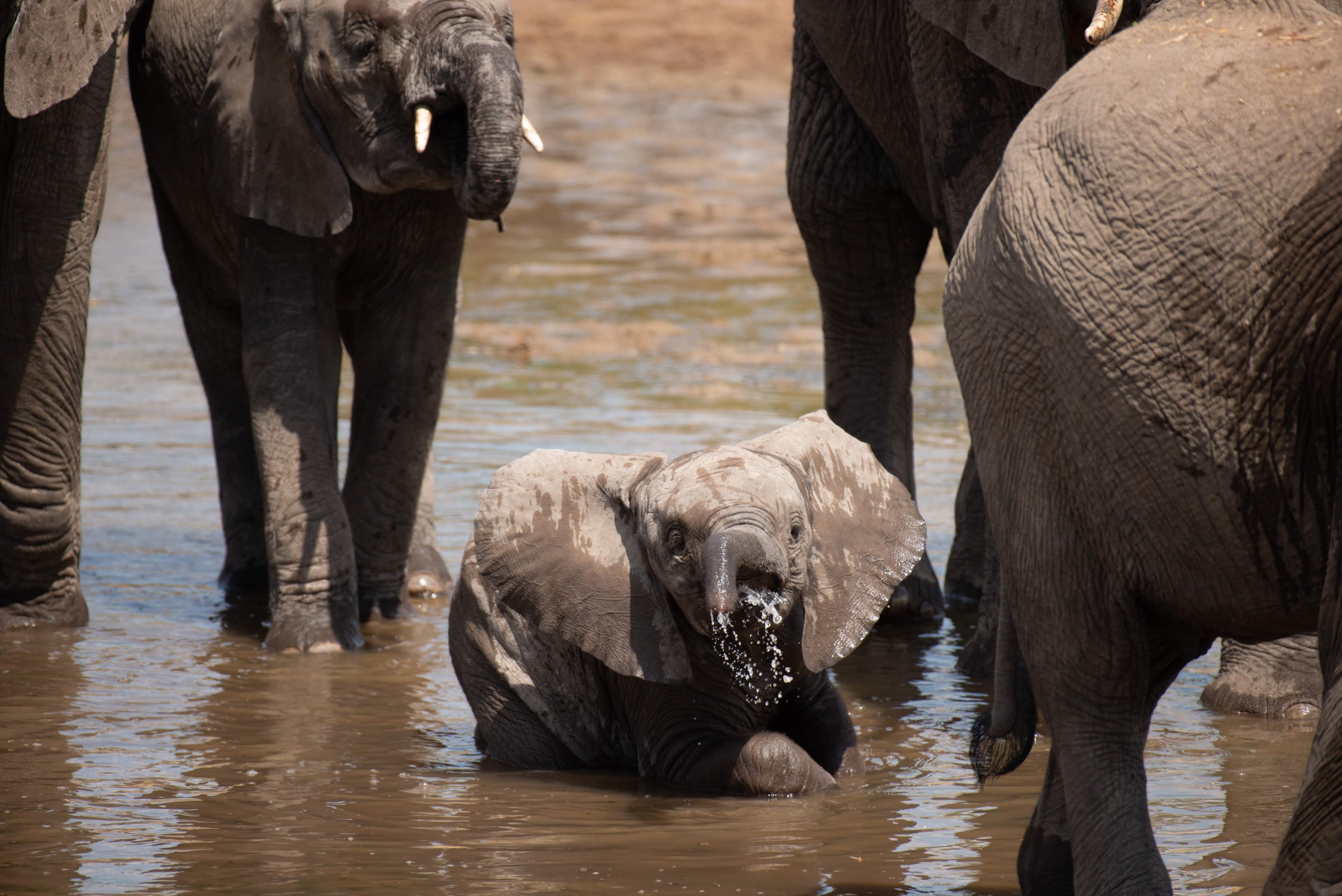 A baby elephant bathes in a watering hole among adults