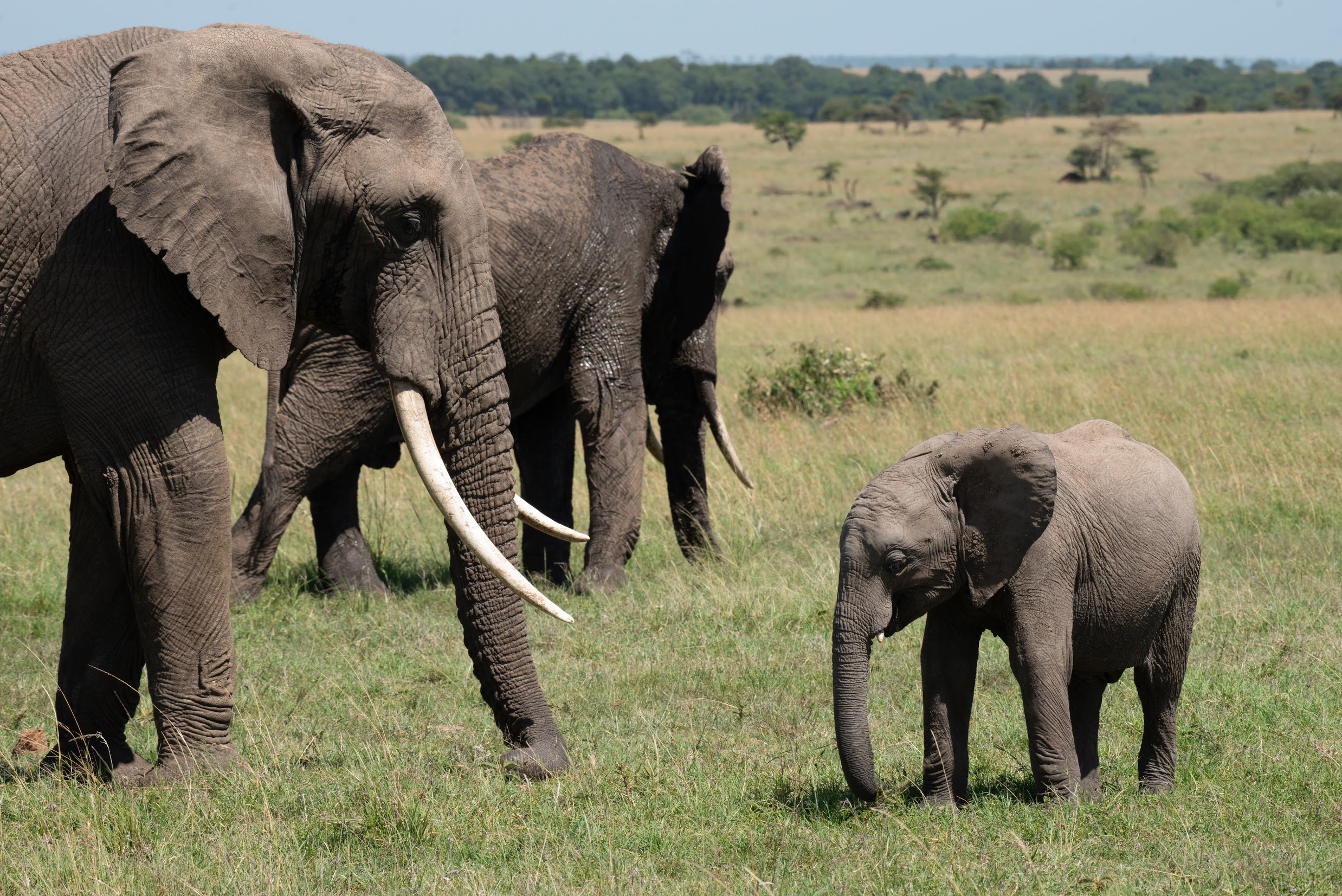 A baby elephant and two adults on the plains