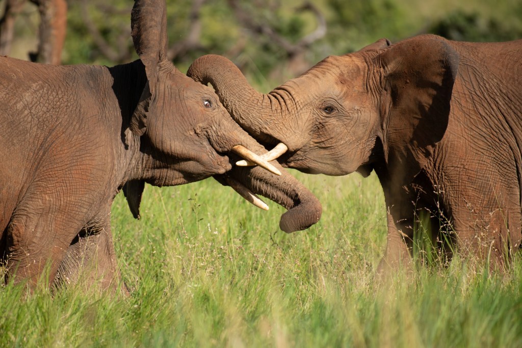 two elephants wrestling by Jes Lefcourt, EarthRanger Wildlife Conservation