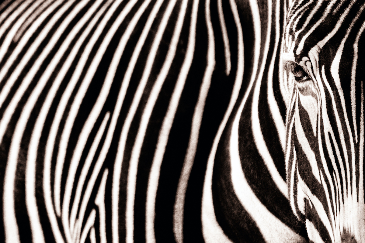 Download Silicon Valley Should Reward Zebras Not Unicorns Techcrunch