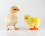 Baby Buff Orpington chicken chick and wind-up toy chick