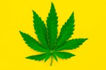 Marijuana leaf on a yellow background.