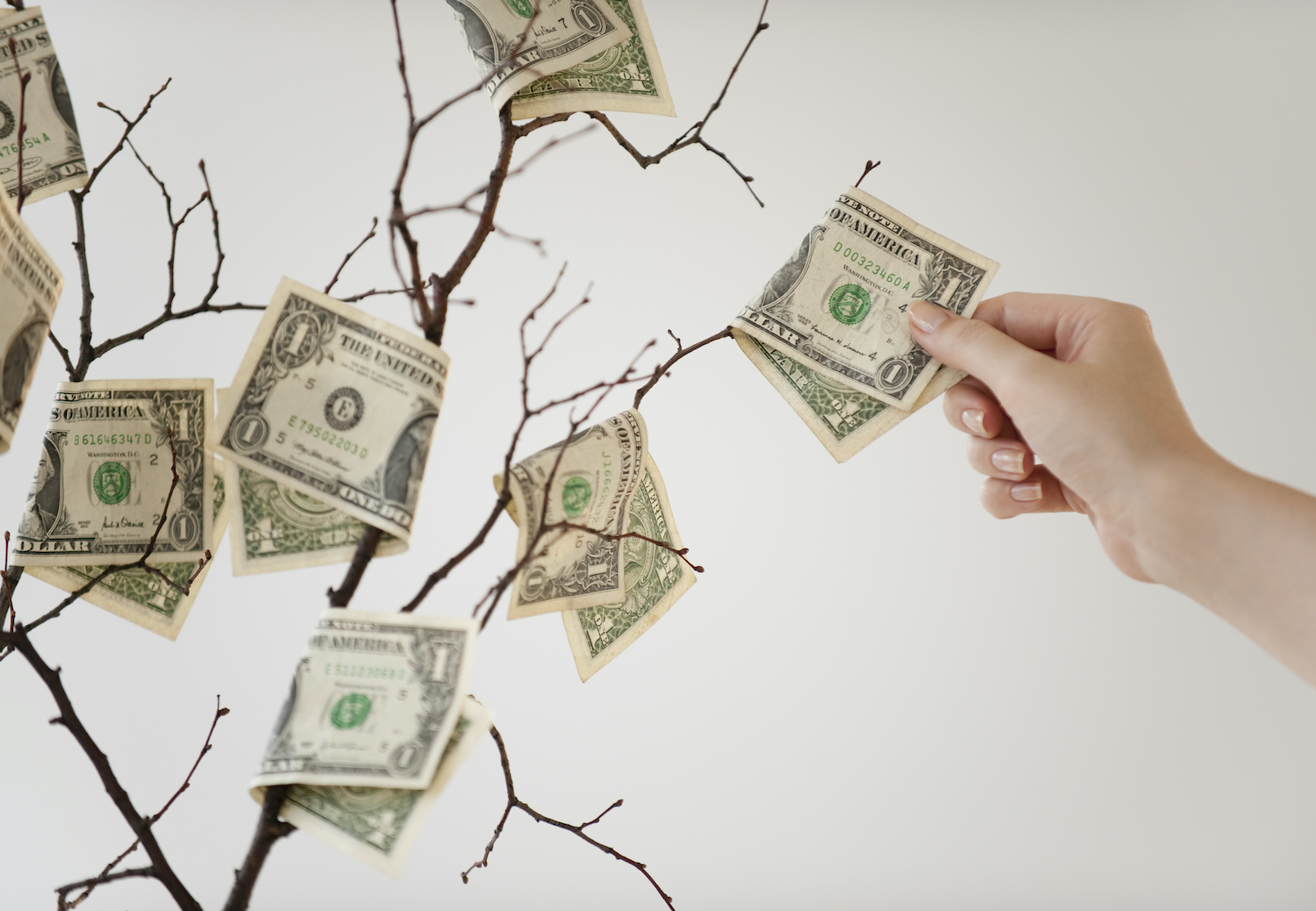 Money tree: an adult hand reaches for dollar bills growing on a leafless tree