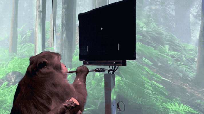 Regardez un singe équipé du Neuralink d’Elon Musk alors qu’il joue à Pong avec son esprit – TechCrunch
