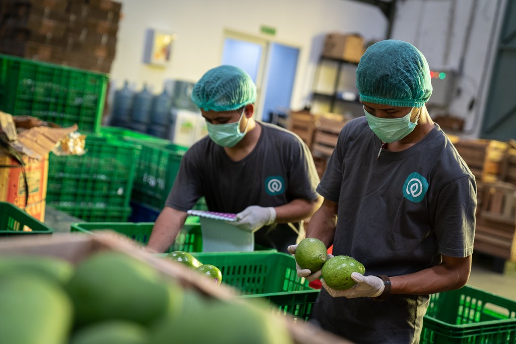 Two people packing fresh produce at a TaniHub group warehouse in Indonesia