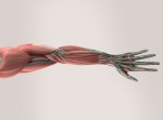 Human anatomy, hand, arm,muscular system on plain studio background.