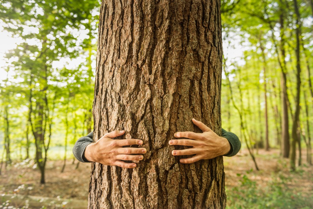 Image of a person in a forest hugging a tree.
