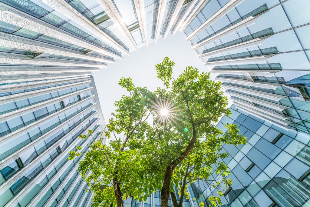 Image of a tree growing up through skyscrapers to represent private markets focusing on ESG regulations.