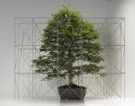 bonsai tree with miniature scaffolding