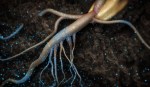 CG illustration of a plant's roots and microbes surrounding them.