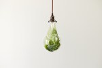 A composite image of a terrarium inside a bare, hanging light bulb.