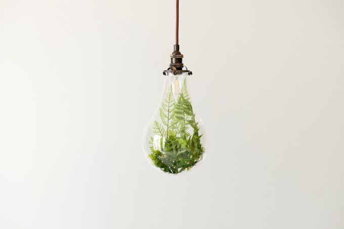 A composite image of a terrarium inside a bare, hanging light bulb.