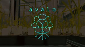 The Avalo logo over a picture of plants being grown in a breeding experiment.